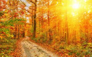 Beautiful autumn forest, trees, path, sun rays wallpaper thumb