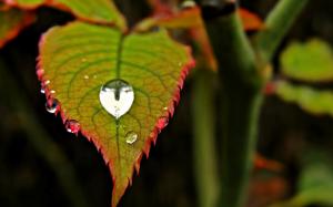 Green leaf, water drop, blur wallpaper thumb