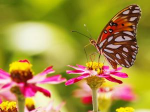 Pink flowers, butterfly, insect, bokeh wallpaper thumb