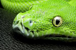 Green Snake wallpaper thumb