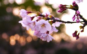 Pink cherry flowers, petals, spring, glare, blur wallpaper thumb