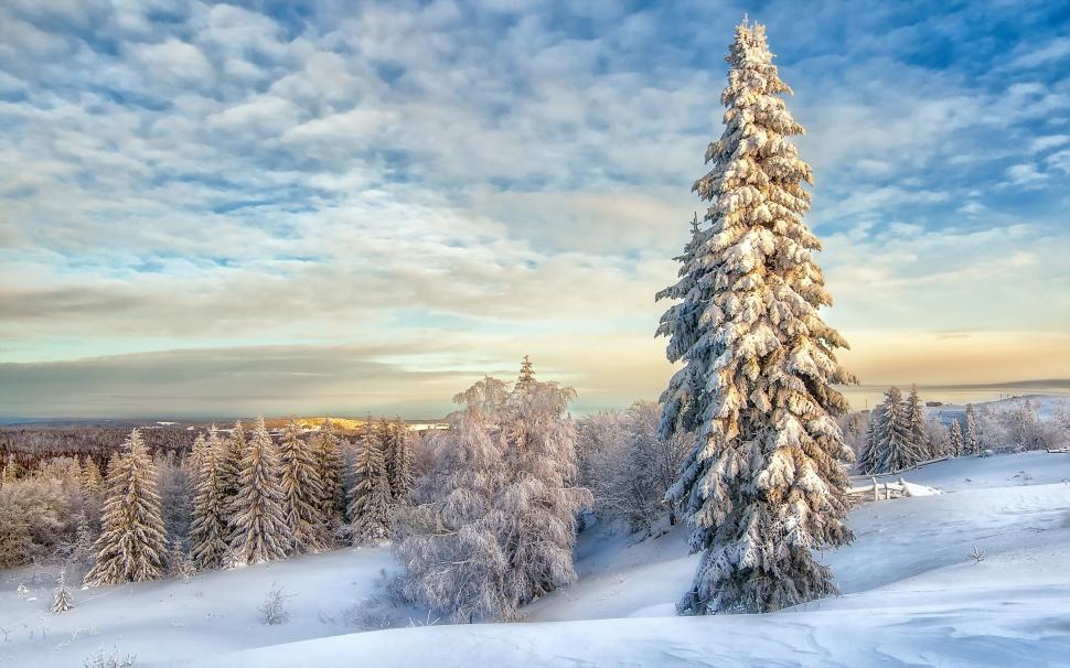 White winter, snow, trees wallpaper,White HD wallpaper,Winter HD wallpaper,Snow HD wallpaper,Trees HD wallpaper,2560x1600 wallpaper