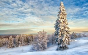 White winter, snow, trees wallpaper thumb