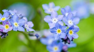 Blue me-nots flowers wallpaper thumb