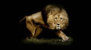 Strong Lion  HD wallpaper thumb