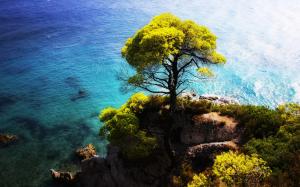 The blue sea side stands a tree on the cliff wallpaper thumb