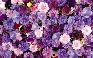 Purple flowers wallpaper thumb