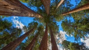 Redwood, sequoia wallpaper thumb
