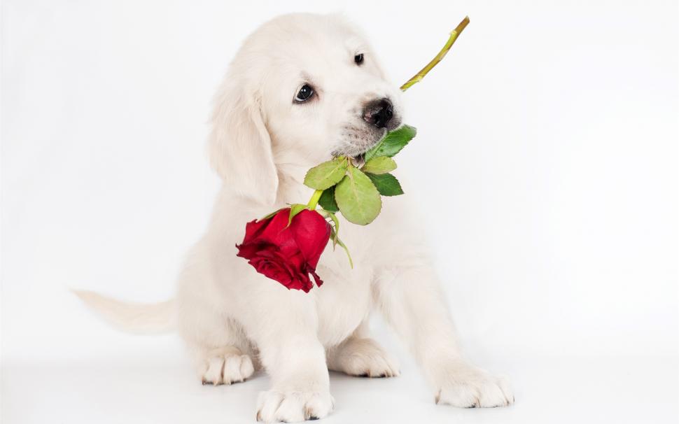 White dog, rose wallpaper,White HD wallpaper,Dog HD wallpaper,Rose HD wallpaper,2560x1600 wallpaper