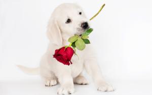 White dog, rose wallpaper thumb