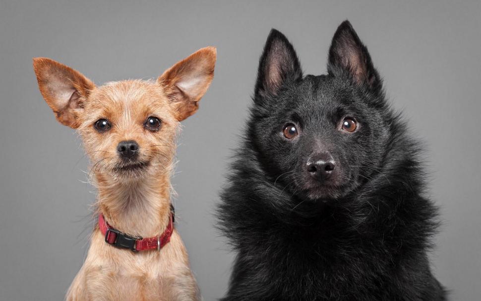 Dog, couple, emotion, puppies wallpaper,couple HD wallpaper,emotion HD wallpaper,puppies HD wallpaper,1920x1200 wallpaper
