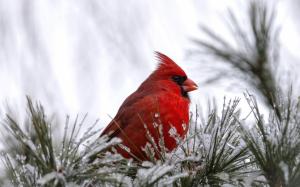 Cardinal Bird wallpaper thumb
