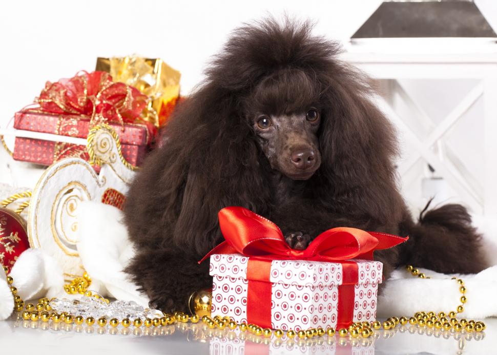 Poodle, dog, gifts wallpaper,gifts HD wallpaper,poodle HD wallpaper,dog HD wallpaper,4605x3292 wallpaper