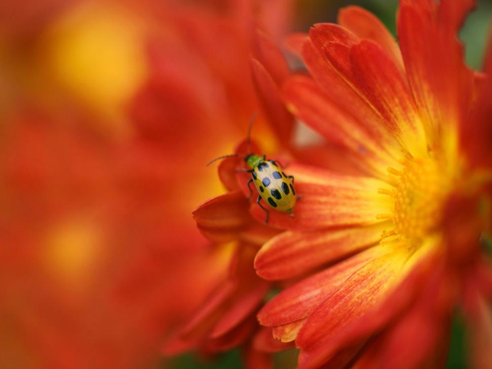 Yellow red flower, insect, ladybug, blurring wallpaper,Yellow HD wallpaper,Red HD wallpaper,Flower HD wallpaper,Insect HD wallpaper,Ladybug HD wallpaper,Blurring HD wallpaper,1920x1440 wallpaper