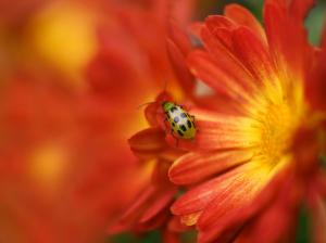 Yellow red flower, insect, ladybug, blurring wallpaper thumb