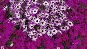 Flowers Purple HD wallpaper thumb