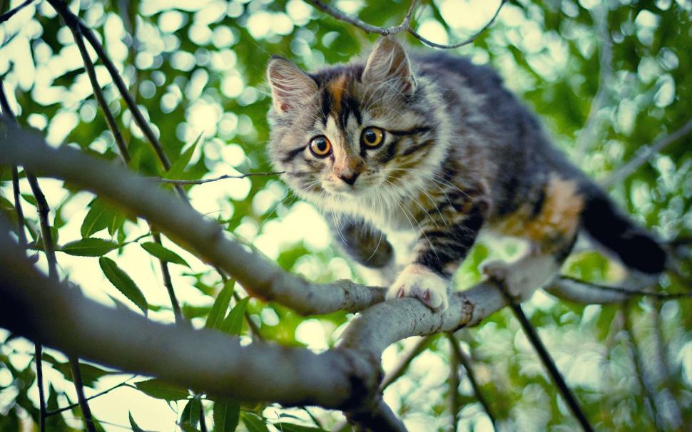 A Cat Climbing Down A Tree wallpaper,trees HD wallpaper,cats HD wallpaper,animals HD wallpaper,landscapes HD wallpaper,limbs HD wallpaper,kittens HD wallpaper,1920x1200 wallpaper