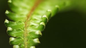 Close-up of fern leaves wallpaper thumb