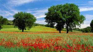 Field Of Poppies In Toscana wallpaper thumb