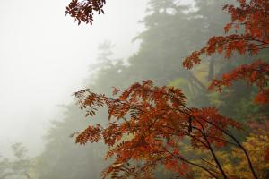 Leaves, Trees, Nature, Mountain, Mist wallpaper thumb