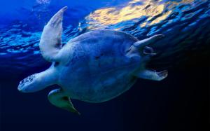 Swimming Sea Turtle wallpaper thumb