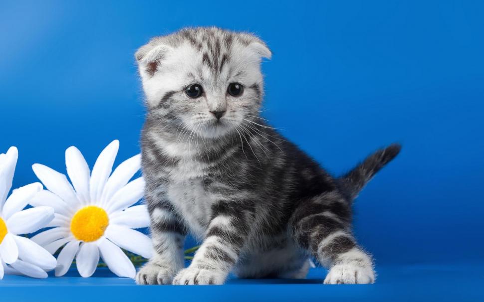 Kitten, striped, flower, daisy wallpaper,kitten HD wallpaper,striped HD wallpaper,flower HD wallpaper,daisy HD wallpaper,2560x1600 wallpaper