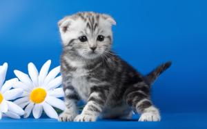 kitten, striped, flower, daisy wallpaper thumb