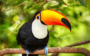 Bird close-up, toucan, branches wallpaper thumb