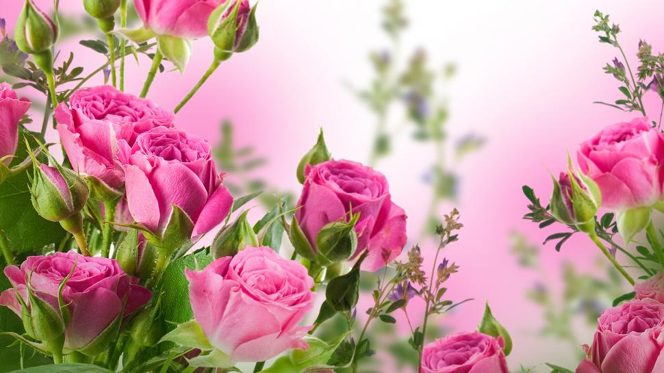 Pink rose flowers, garden wallpaper,Pink HD wallpaper,Rose HD wallpaper,Flowers HD wallpaper,Garden HD wallpaper,3840x2160 wallpaper