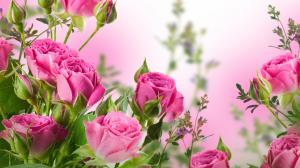 Pink rose flowers, garden wallpaper thumb