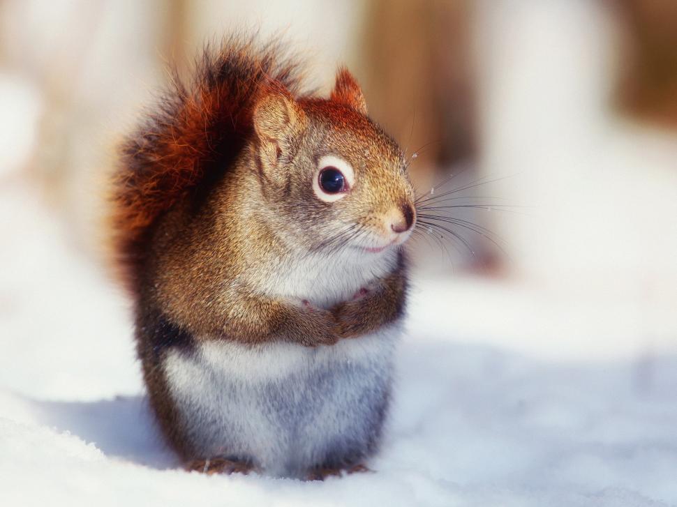 In winter, the cute little squirrel close-up photography wallpaper,Winter HD wallpaper,Cute HD wallpaper,Little HD wallpaper,Squirrel HD wallpaper,Photography HD wallpaper,1920x1440 wallpaper
