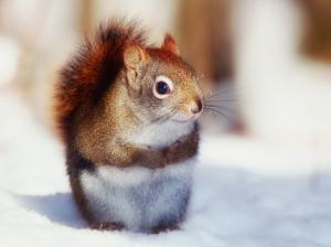 In winter, the cute little squirrel close-up photography wallpaper thumb