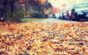 Macro Leaves Autumn HD wallpaper thumb