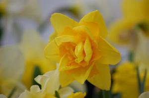 Daffodil Double wallpaper thumb