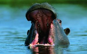 Hippo Hippopotamus HD wallpaper thumb