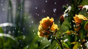 Nature Flowers Petals Plants Garden Rain Drops Sparkle Weather Storm Free Images wallpaper thumb