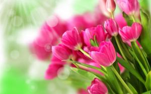 Bouquet pink flowers, tulips, sunlight wallpaper thumb