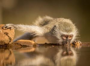 South Africa, Simang, monkey wallpaper thumb