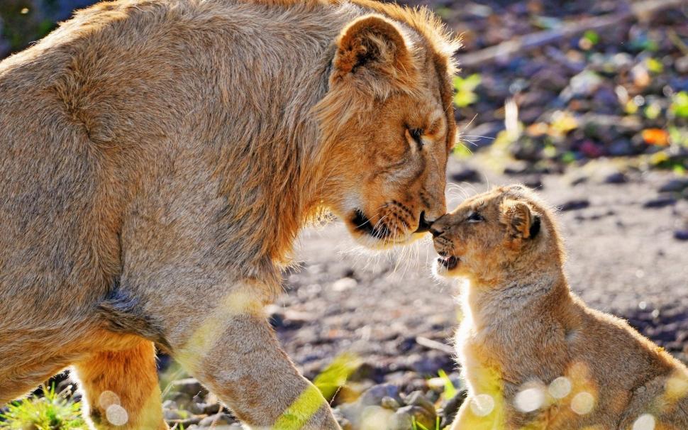 Animal photography, mother lion and cub wallpaper,Animal HD wallpaper,Photography HD wallpaper,Mother HD wallpaper,Lion HD wallpaper,Cub HD wallpaper,1920x1200 wallpaper