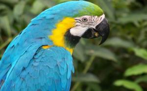 Macaw Parrot wallpaper thumb