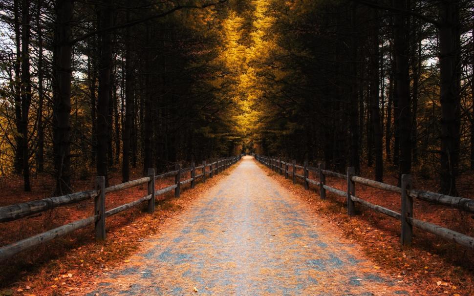 Forest, trees, leaves, autumn, road, fence wallpaper,Forest HD wallpaper,Trees HD wallpaper,Leaves HD wallpaper,Autumn HD wallpaper,Road HD wallpaper,Fence HD wallpaper,1920x1200 wallpaper