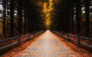 Forest, trees, leaves, autumn, road, fence wallpaper thumb