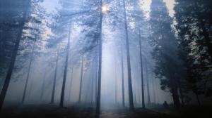 Forest Sunlight Trees Mist Fog HD wallpaper thumb