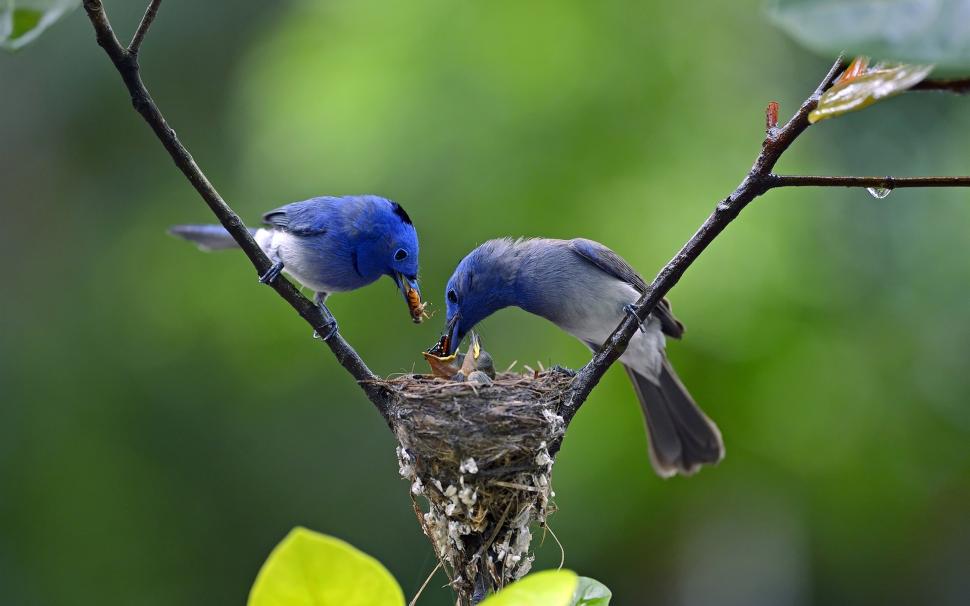 Blue feathers birds, father and mother feeding little birds wallpaper,Blue HD wallpaper,Feathers HD wallpaper,Birds HD wallpaper,Father HD wallpaper,Mother HD wallpaper,Feeding HD wallpaper,Little HD wallpaper,1920x1200 wallpaper