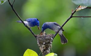 Blue feathers birds, father and mother feeding little birds wallpaper thumb