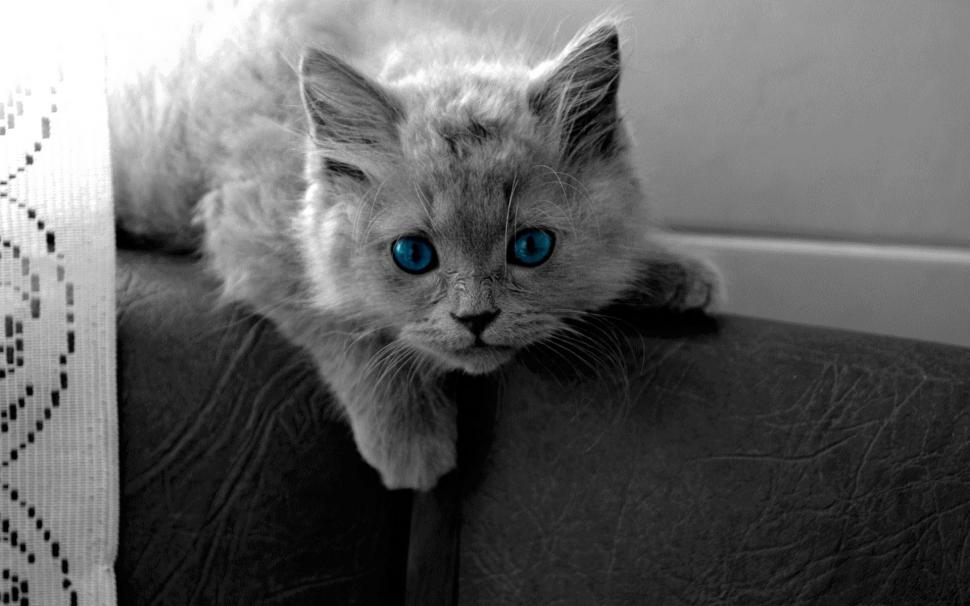 Blue Eye Kitty wallpaper,blue eyrs HD wallpaper,cat black n white HD wallpaper,sofa HD wallpaper,curtain HD wallpaper,animals HD wallpaper,1920x1200 wallpaper