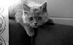 Blue Eye Kitty wallpaper thumb