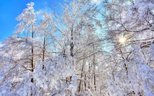 Forest, trees, winter, thick snow, blue sky wallpaper thumb