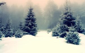 Pine Trees In Snowy Forest wallpaper thumb
