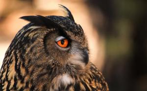 Owl orange eyes wallpaper thumb